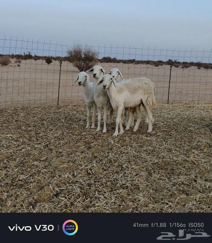 رخال حريه مقني وتاسيس ثناي 0
