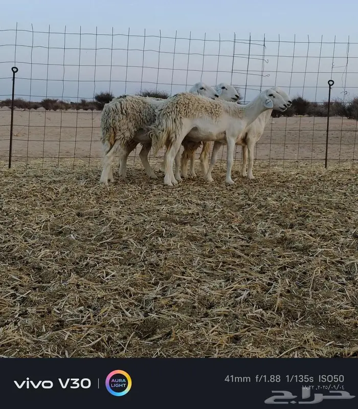 رخال حريه مقني وتاسيس ثناي 5