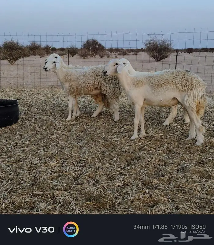 رخال حريه مقني وتاسيس ثناي 1
