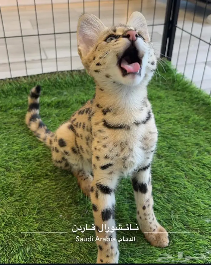 قط السافانا F1 HP تم البيع (Sold out) 2