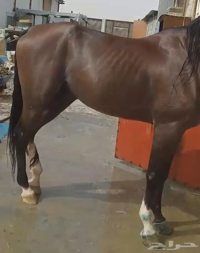 خلطات شعبيه علاجيه للخيل 5