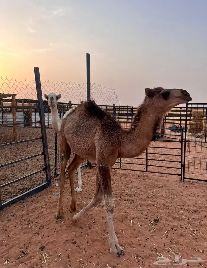 قعدان تربيه احوالها فوق الوسط 0
