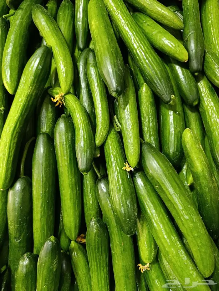 مورد الفواكة والخضروات الطازجة بجدة بافضل جودة وافضل سعر 11