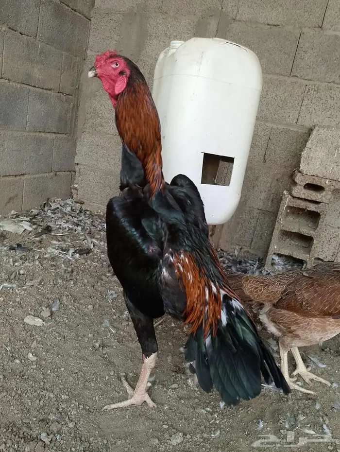 ديك شامو ألماني دم هزاز للبيع 3
