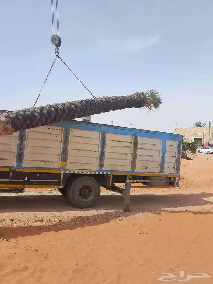 نخل للبيع واشنطني وخلاص صقعي مجدول سكري برحي فسايل فروخ نقاي 2