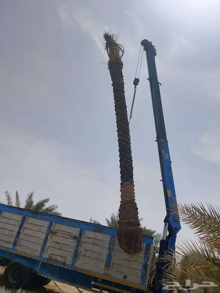 نخل للبيع واشنطني وخلاص صقعي مجدول سكري برحي فسايل فروخ نقاي 1