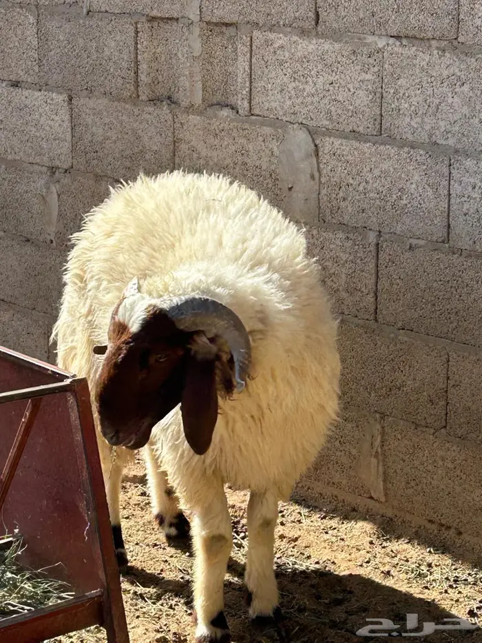 نعيمي جذع طيب 0