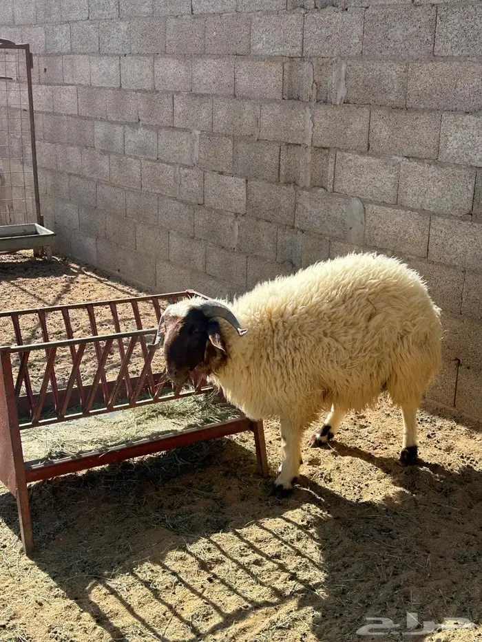 نعيمي جذع طيب 3
