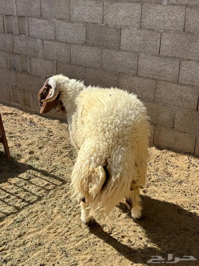 نعيمي جذع طيب 1