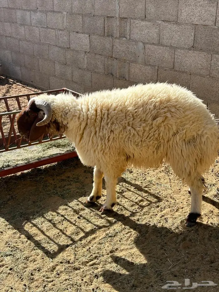 نعيمي جذع طيب 5