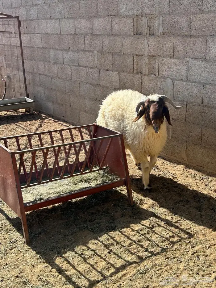 نعيمي جذع طيب 4