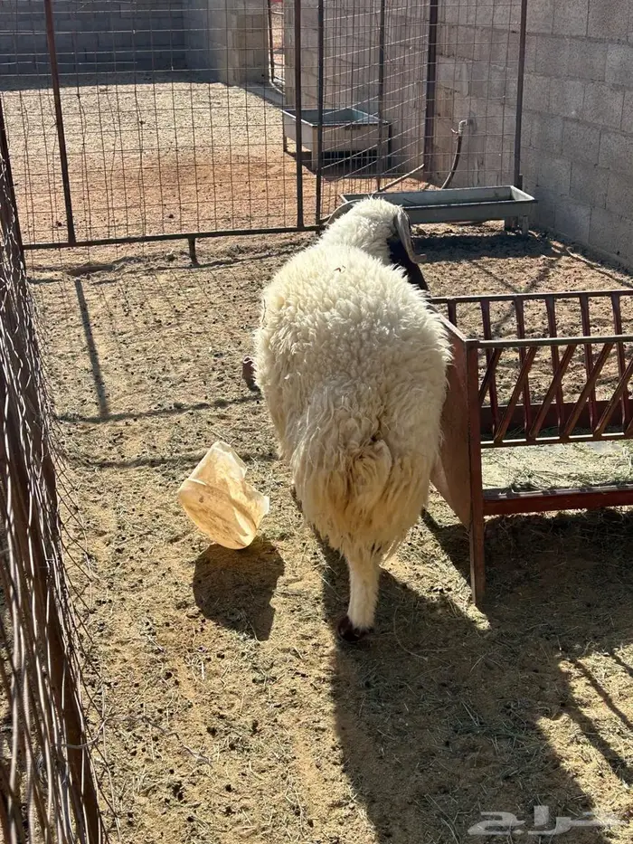 نعيمي جذع طيب 6