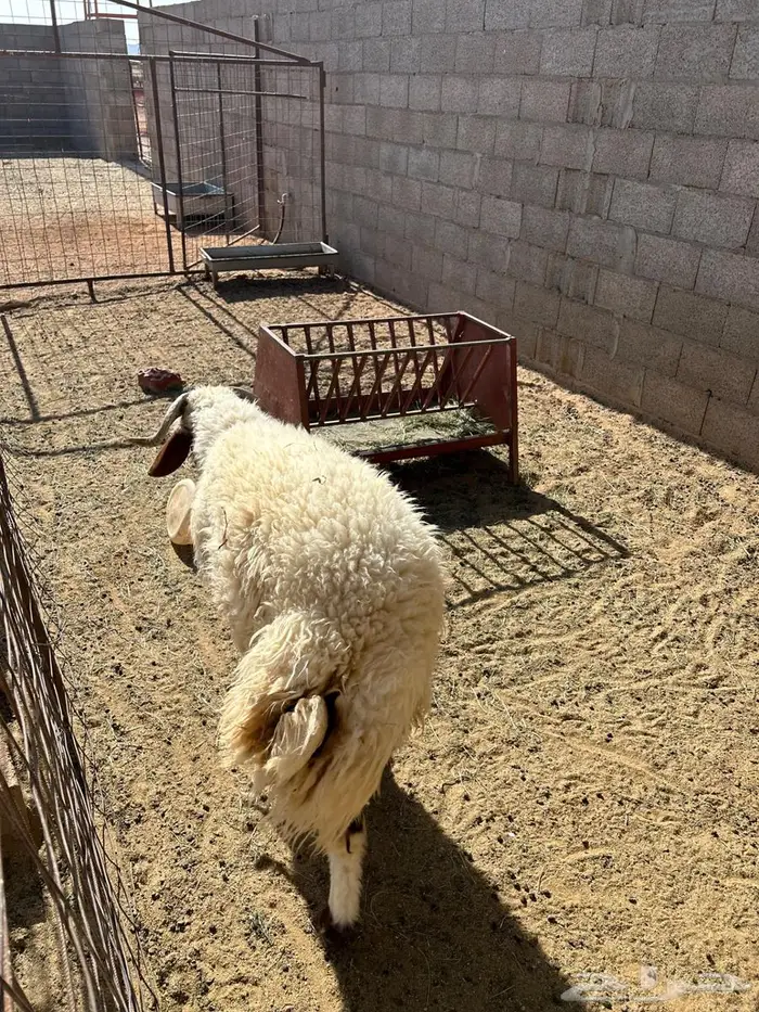 نعيمي جذع طيب 2
