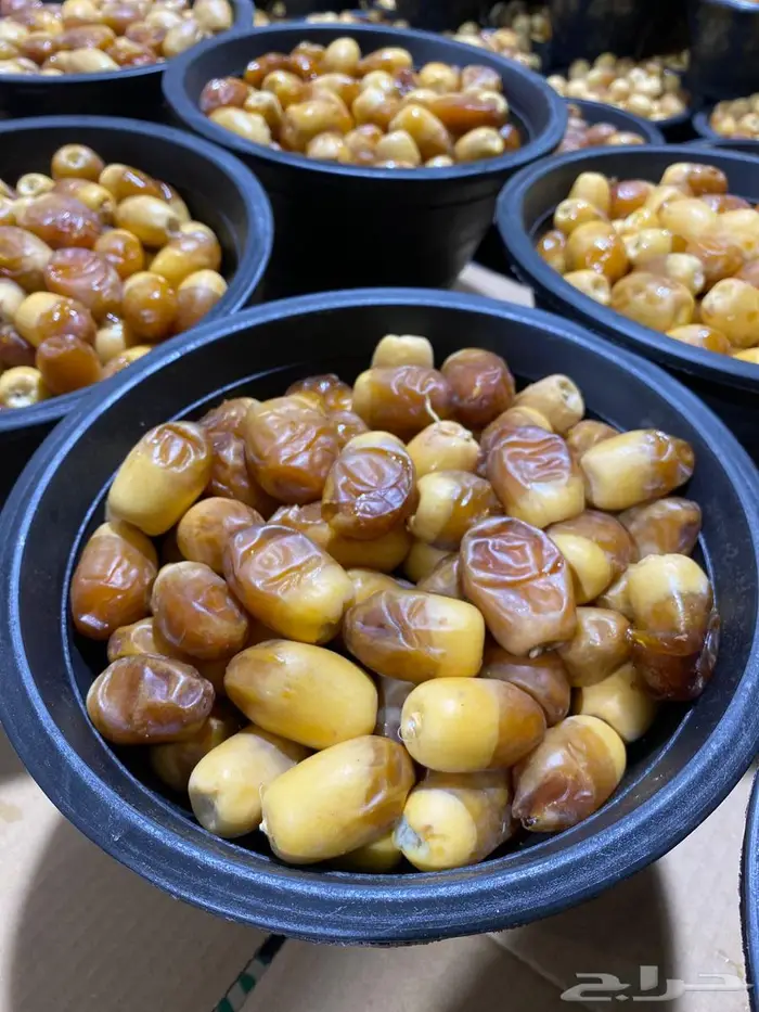 تمور خراف يومي 4