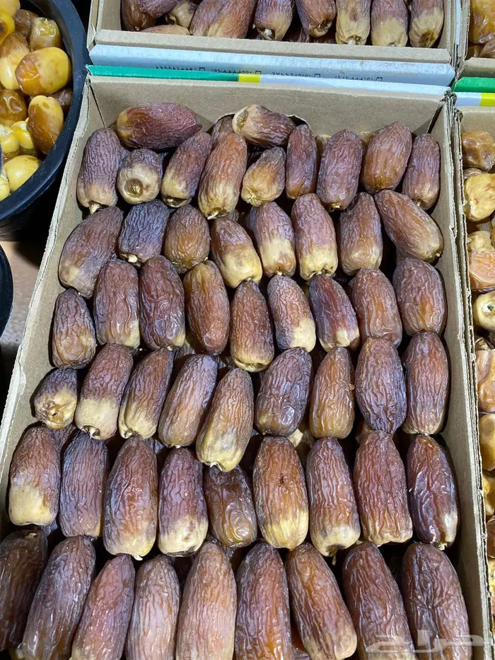 تمور خراف يومي 9
