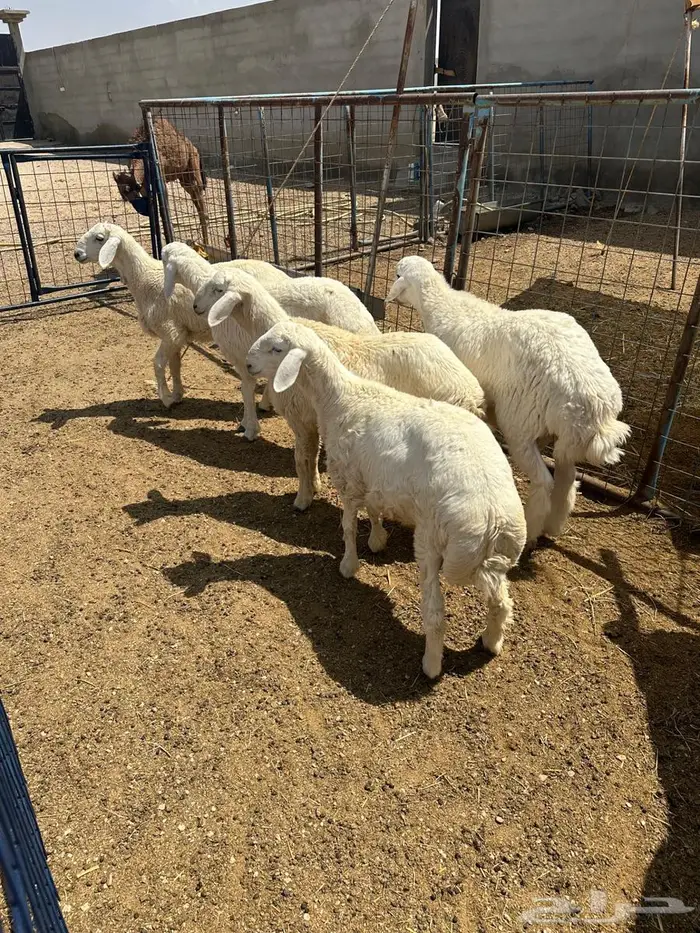 تحتاج سيوله ادخل 0