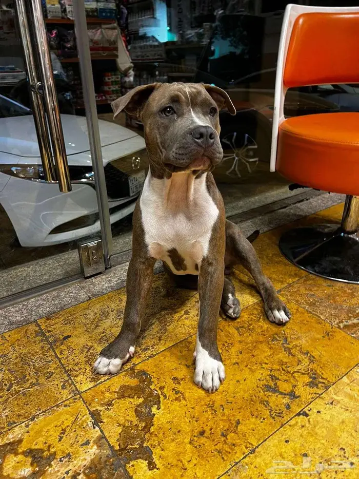 American Bully أميريكان بولي 1