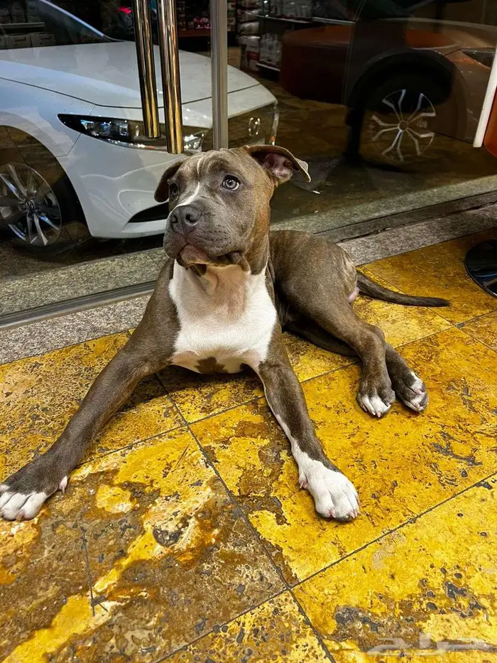 American Bully أميريكان بولي 2