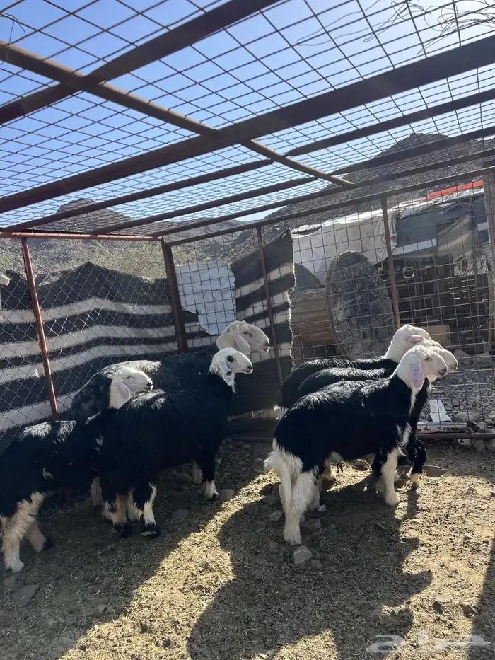 للبيع طلي نجدي فاخر 1