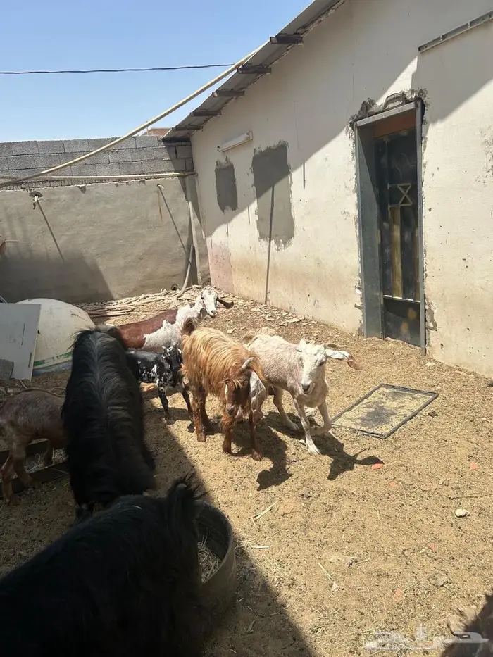 معزا للبيع 0