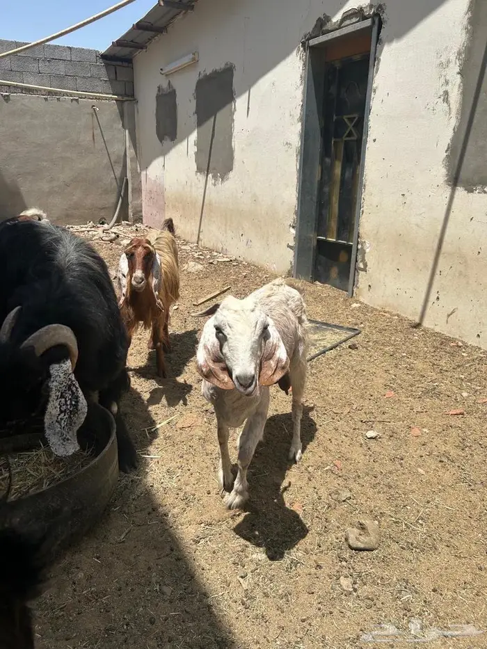 معزا للبيع 2