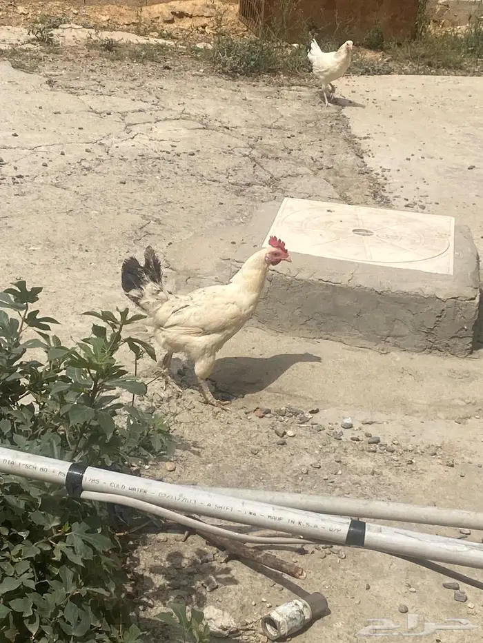 ديك ودجاجتين عربي 1
