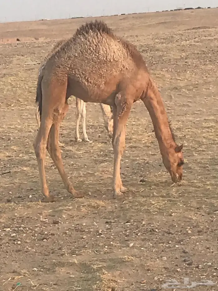 قعود للبيع بري 0