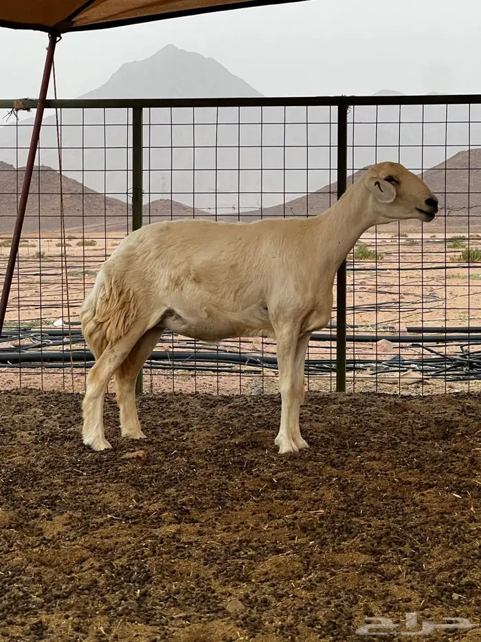 رخل حرية حرشا طيبه 2