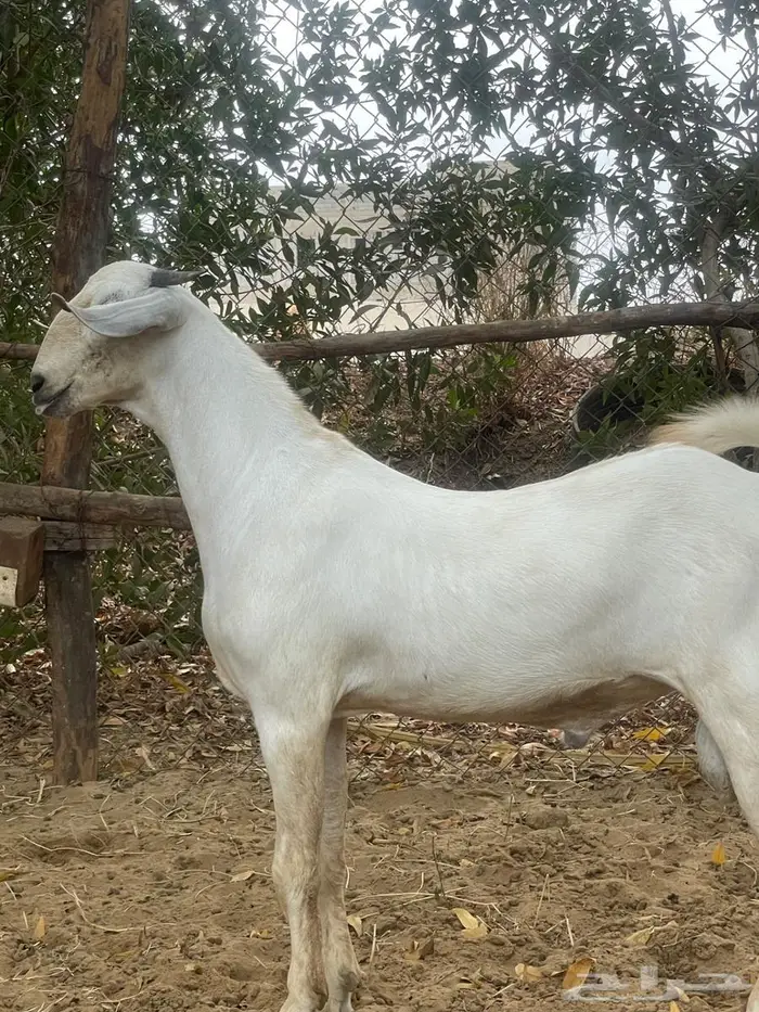 مشروع فاخر 1