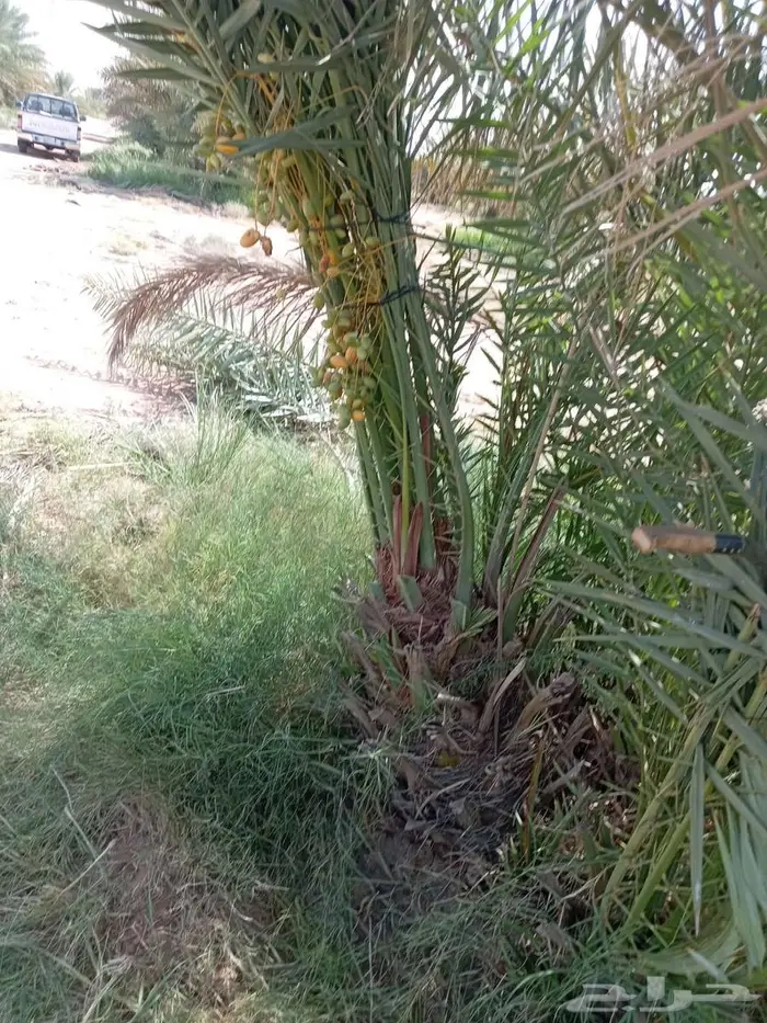 نخل للبيع خلاص مثمره وسكري وبرحي وواشنطن وثيل C2000 4