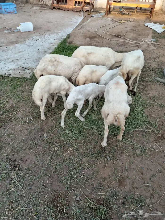 ضان مناتيج 0