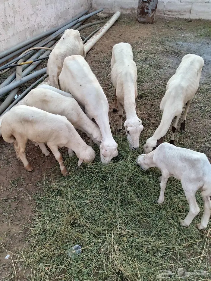 ضان مناتيج 2