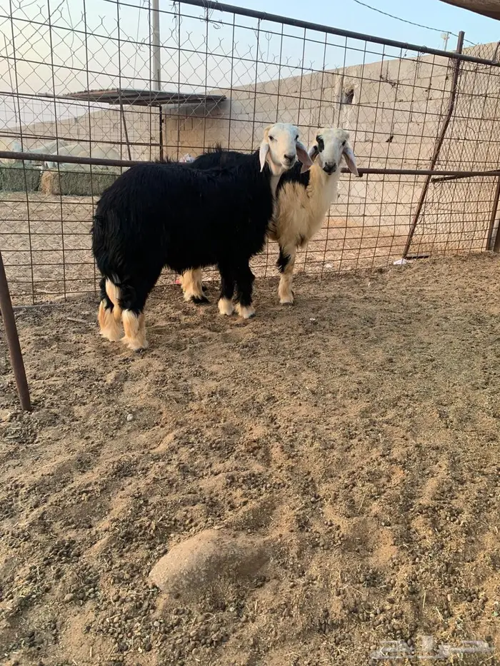 طليان نجد سمان ونظاف 0