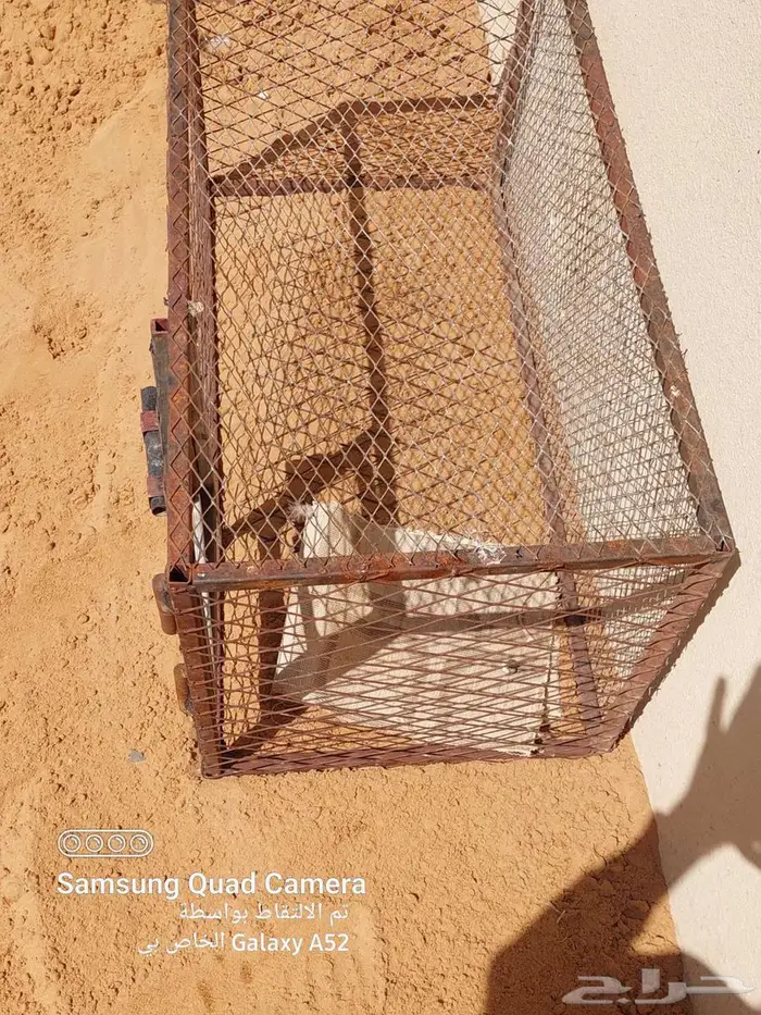 شبك طيور كبير وصغير للبيع 2
