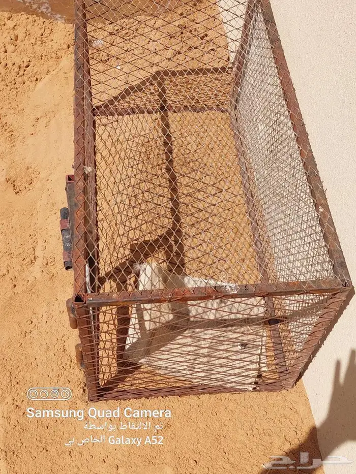 شبك طيور كبير وصغير للبيع 5