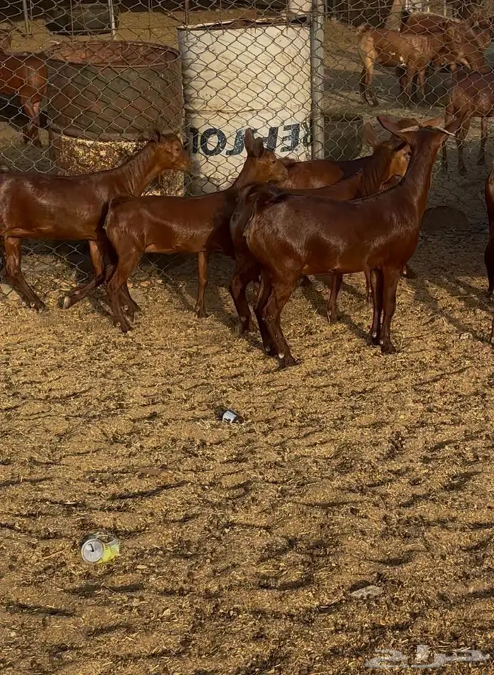 جفار مقاني دهم بفحلها 2