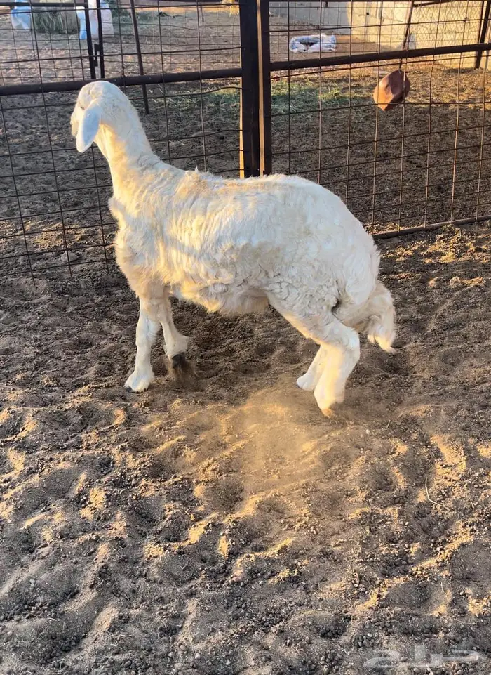 طلي حري مقفل وطرف 0