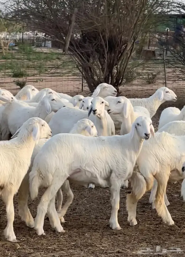 للبيع رخال حريه صنف الصنف 0