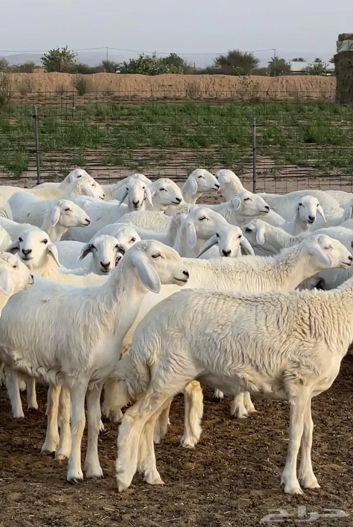 للبيع رخال حريه صنف الصنف 2