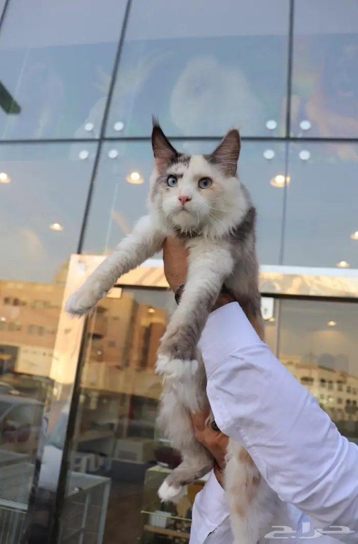 ماين كون انثى هارلكوين مستوردة 1