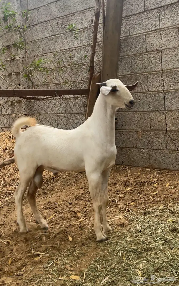 مشروع فاخر 0