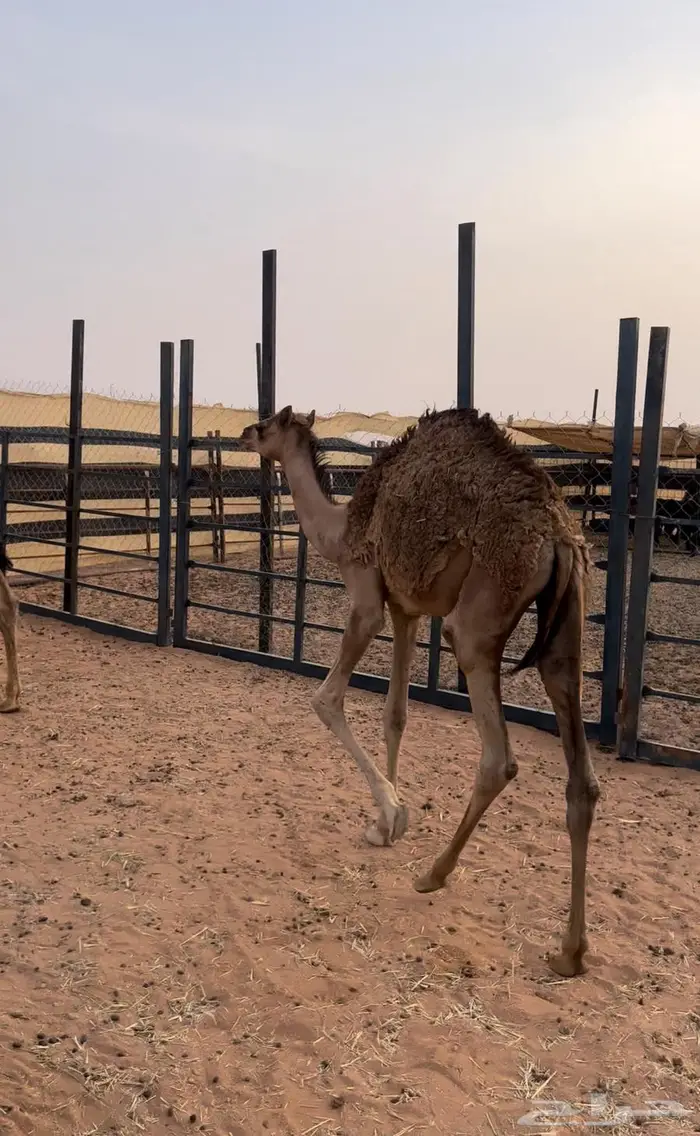 قعدان تربيه احوالها فوق الوسط 1