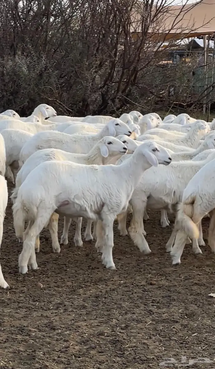 للبيع رخال حريه صنف الصنف 1