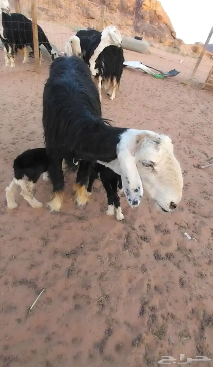 اربع شياه نجد صنف 2