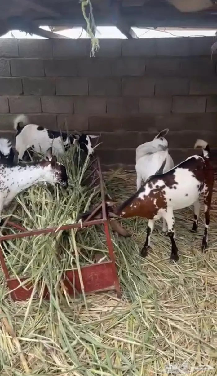 ماعز مقاني 2
