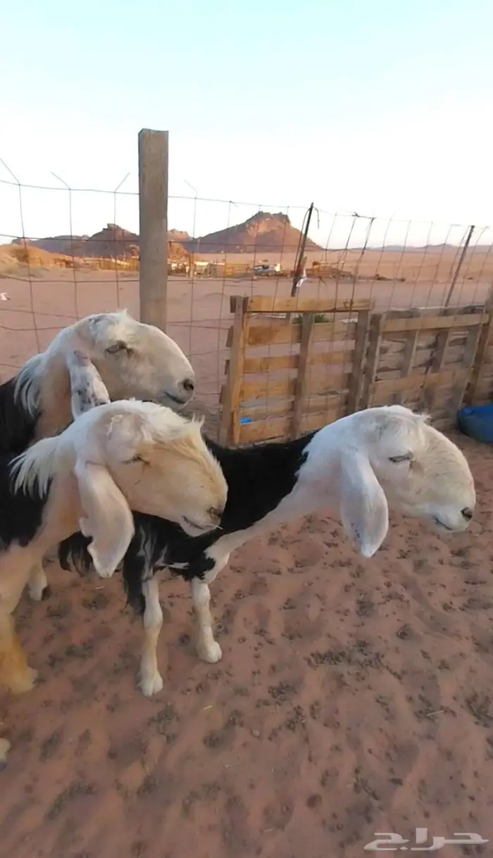 اربع شياه نجد صنف 0