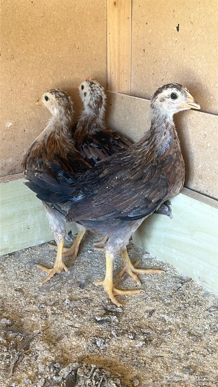 فروخ دجاج عربي 4