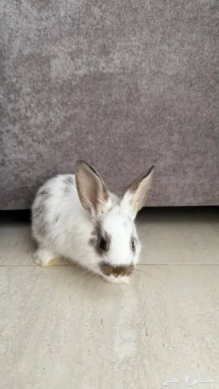 ارنب صغير للبيع ب25 1