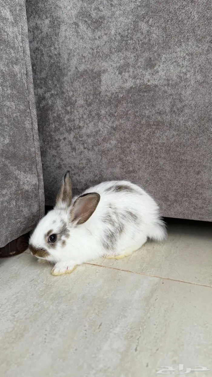 ارنب صغير للبيع ب25 2