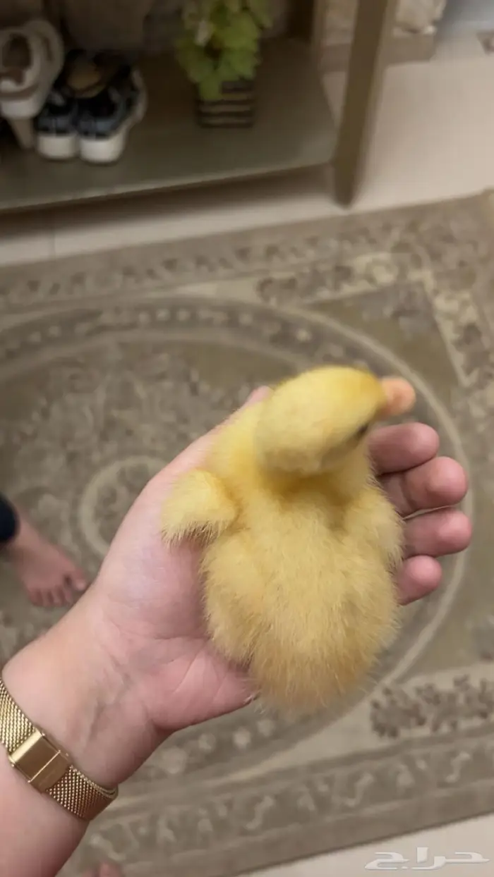 بطه 0